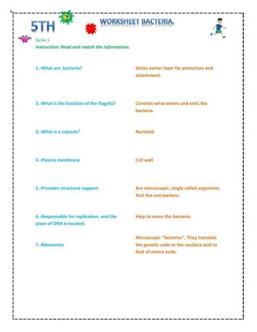 Bacteria