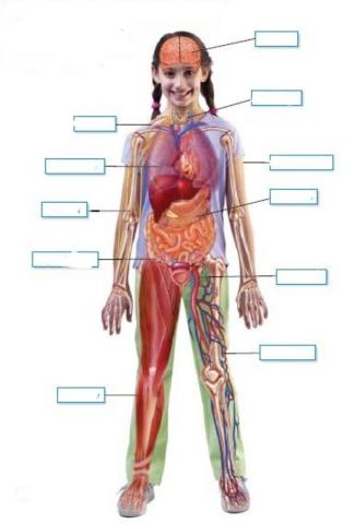 Organ systems