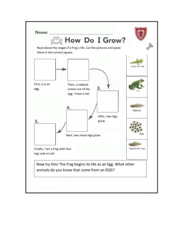 Life Cycle of a Frog