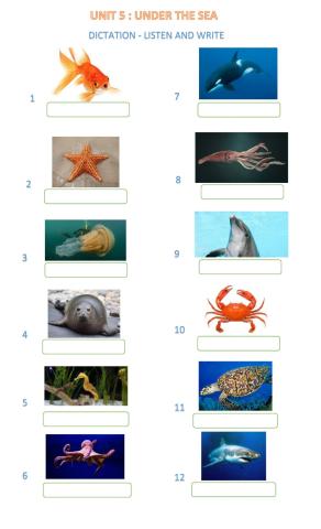 Sea animals