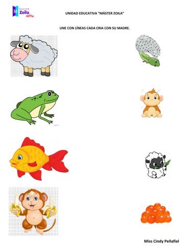 Clasificación de los animales