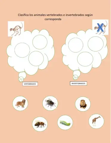 Vertebrados e invertebrados