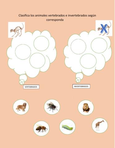 Vertebrados e invertebrados
