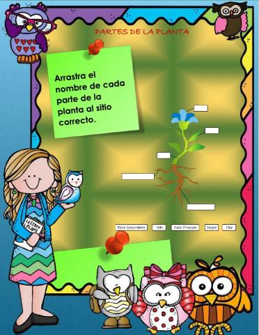 Partes de la planta