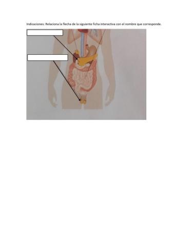 Aparatos y sistemas del cuerpo humano
