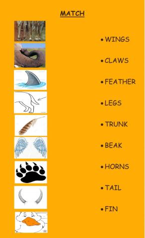 Animals: parts of the body