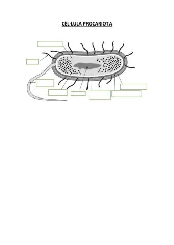 Cèl·lula procariota parts