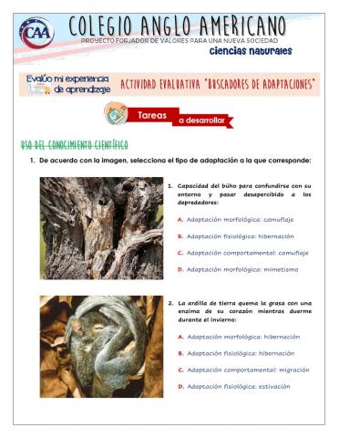 Actividad Evaluativa: Adaptaciones