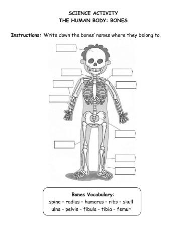 The bones