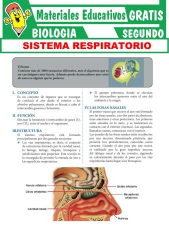 Sistema respiratorio