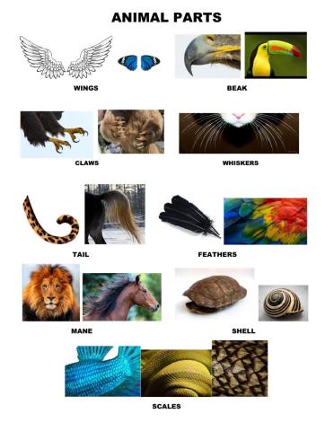 Animal parts