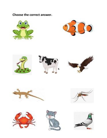 Classification of animals