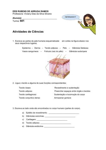 Tecido epitelial e conjuntivo