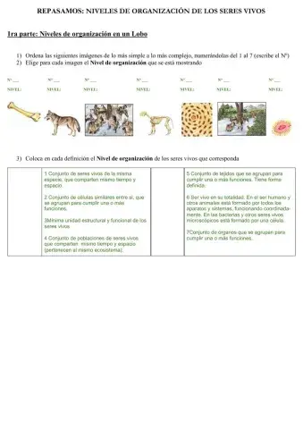 Repasamos Niveles de organizaciòn