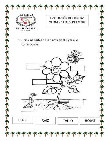Evaluación de Ciencias
