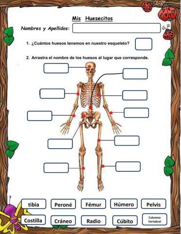 Los huesos del cuerpo humano