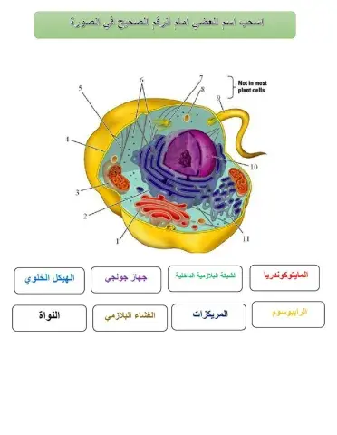 ورقة عمل الخلية الحيوانية