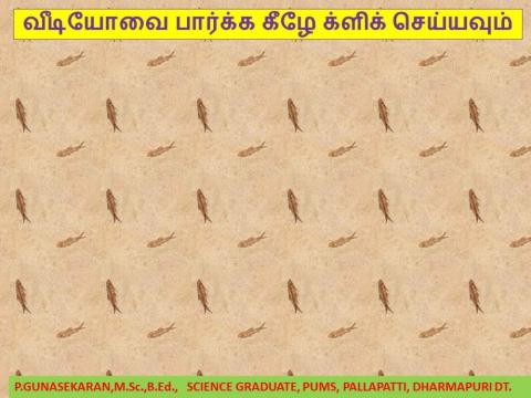 Seed ball you tube video