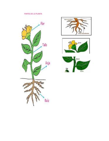 Partes de la planta