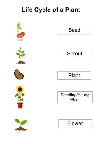 Life Cycle of a Plant