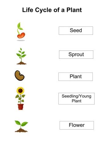 Life Cycle of a Plant