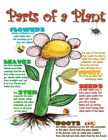 Plant parts and Functions