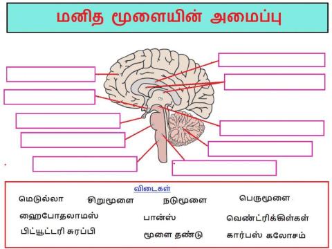 அலகு 15. நரம்பு மண்டலம்