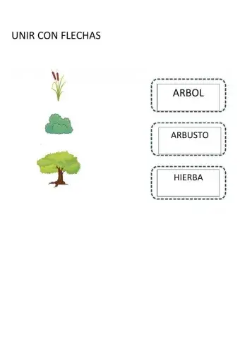 Clasificacion arboles