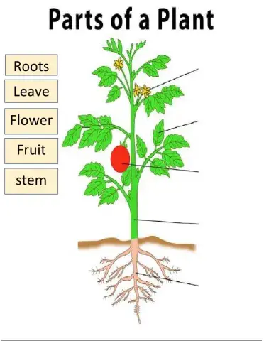 Parts of plants