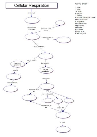 Cellular respiration and fermentation