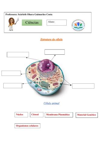 Estrutura das celulas