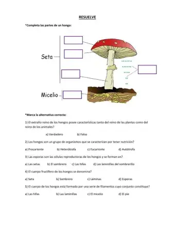 Inicio del reino fungi