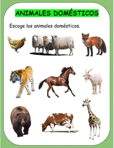 Animales Domésticos y Salvajes