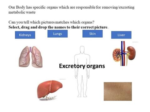 Excretory organs