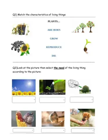 Living things needs -english