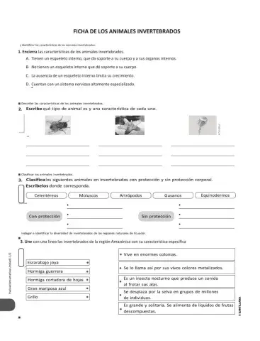 Ficha de la clasificación de los animales invertebrados