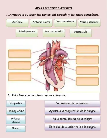 Aparato circulatorio