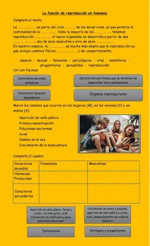 Reproducción humana