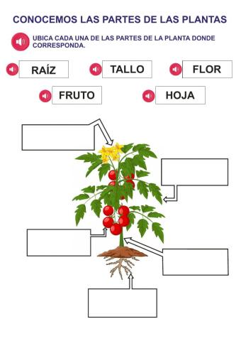 Partes de la planta