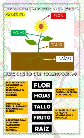 Reconoce las partes de las plantas