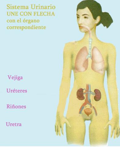 Ubicación de los órganos del sistema urinario