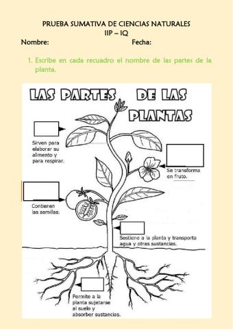 Prueba Sumativa de Ciencias Naturales
