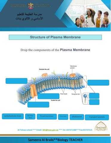Structure of Plasma Membrane