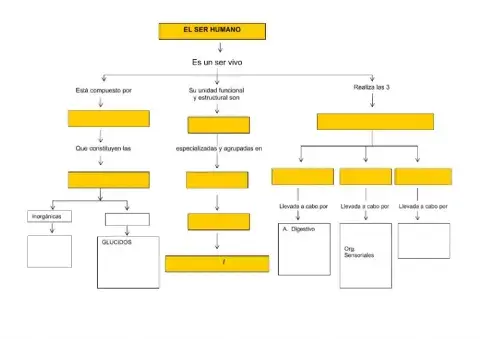 Esquema conceptual ser humano