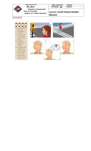 Sistema nervioso periférico