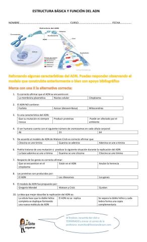 Estructura básica del adn