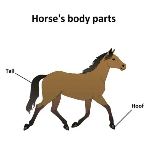 Horse's body parts