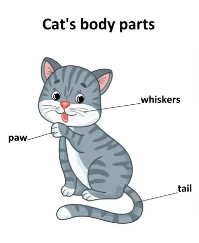 Cat's body parts