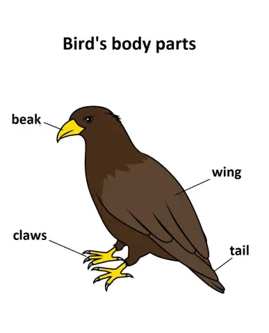 Bird's body parts