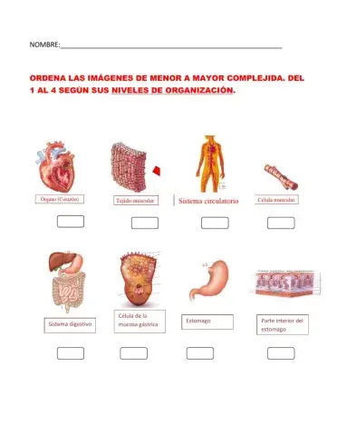 Niveles de organización